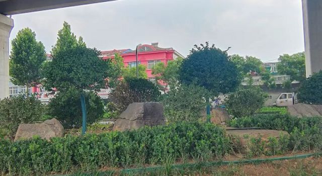 專班對(duì)寶山路昌國路段綠化苗木清理工作進(jìn)行檢查